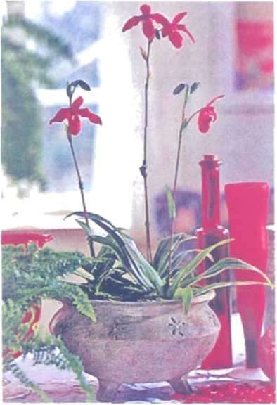 Loài lan Phragmipedium sẽ tươi trong vài tuần nếu đế cây ở nơi có ánh sáng, nhiệt (lộ ấm áp dễ chịu.
