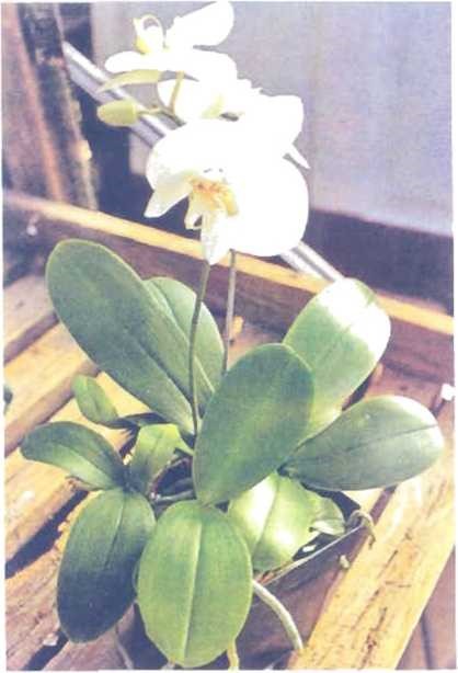 Cây lan Phukienopsis đang trong thời kỳ ra hoa lần đầu tiên - sự thích nghi đã đem đến cho cây này cái tên khá phổ biến “lan bướm đêm".