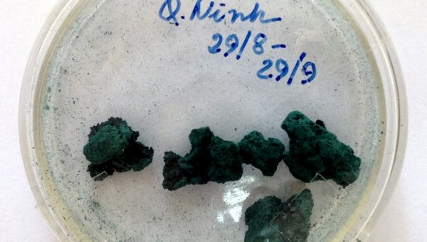 Sản xuất tảo xoắn Spirulina: Hướng đi mới của các địa phương ven biển