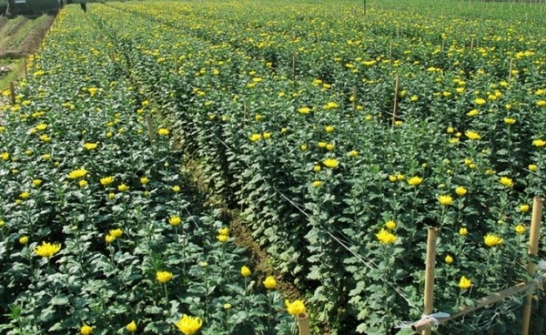 Kỹ thuật trồng hoa cúc pha lê: Làm sao để nở hoa đúng tết?