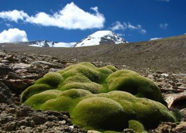 Loài cây chinh phục giá lạnh khắc nghiệt trên đỉnh Himalaya