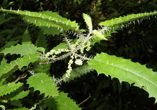 Tại New Zealand, cây tầm ma Urtica ferox sống ở các khu vực cận nhiệt đới và ôn đới, Urtica ferox rất phổ biến ở đảo Bắc nhưng chỉ giới hạn ở miền Nam. 