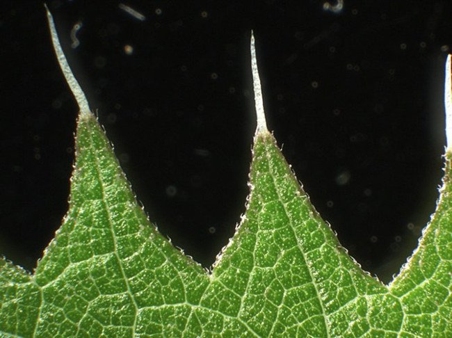 Mặc dù cây tầm ma Urtica ferox thực sự là một loại cây bụi có độc tính cao, nó cũng đóng một phần quan trọng trong sự phát triển của một loài bướm địa phương
