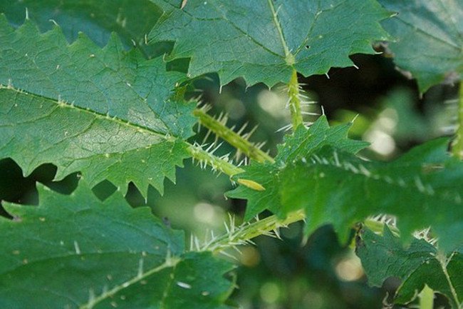 Ngoài ra, cây tầm ma Urtica ferox cũng được sử dụng trong y học, trị các bệnh như eczema, hoa liễu, lậu.