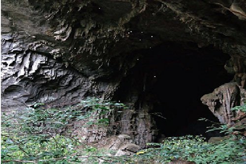 Sinh cảnh của loài dương xỉ mới ở trong hang động. 