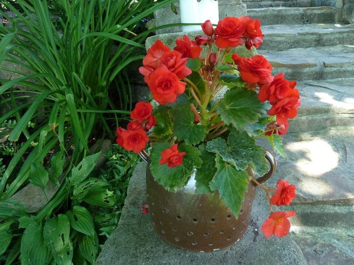 Thu Hải Đường là một giống hoa phổ biến và dễ trồng.