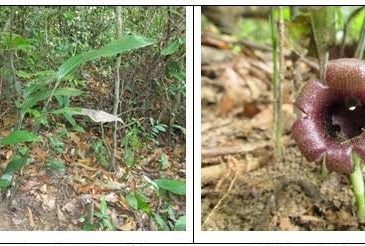 Phát hiện hai loài Tỏi rừng mới chỉ có ở Việt Nam