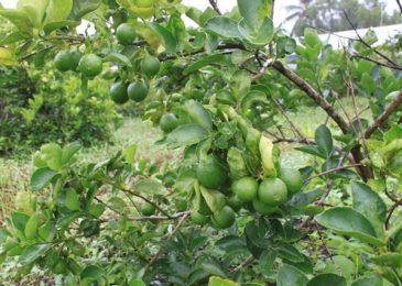 Những loại trái cây không hạt thu lời “khủng” của dân Việt