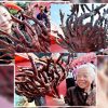Linh chi nhung hươu nghìn năm ở Trung Quốc