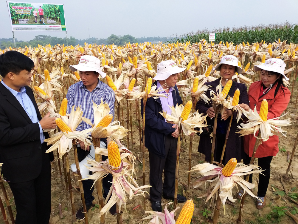 Chi cục Trồng trọt và Bảo vệ Thực vật (Sở NN&PTNT Thái Nguyên) cùng nông dân các xã tỉnh thăm quan mô hình trình diễn